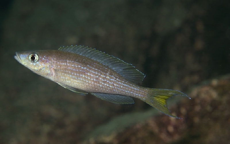 Paracyprichromis brieni 'Kansombo'